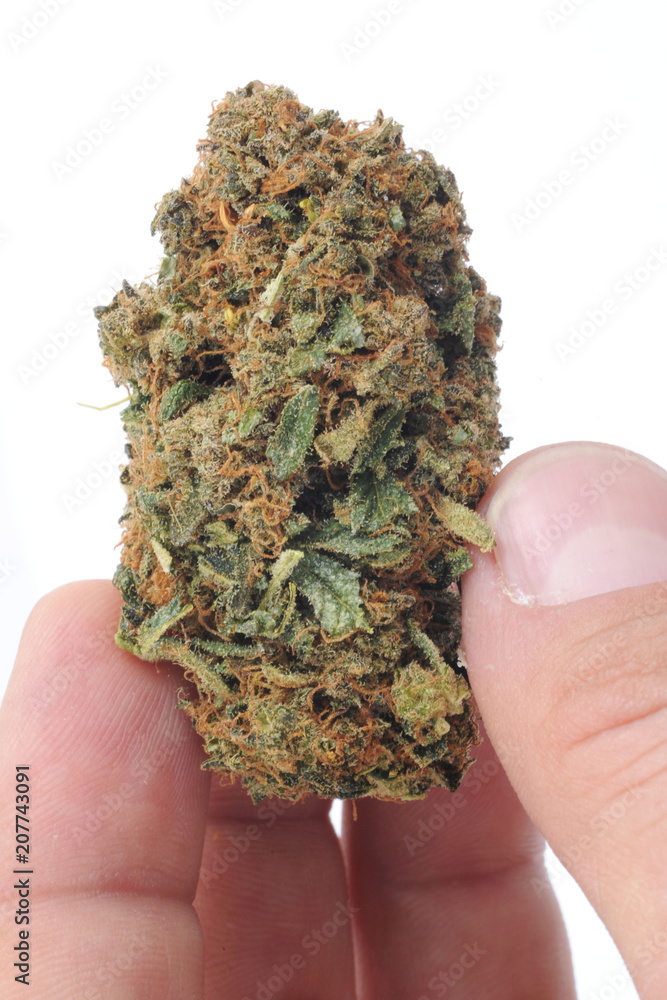 Cannabis e marijuana con alto cbd e basso thc - fiore - droga