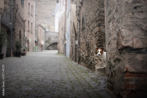 a small dog in the old town. A pet in the city. Jack Russell Terrier © annaav