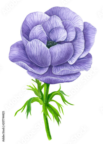Violet anemone flower painted with watercolors isolated on white background.