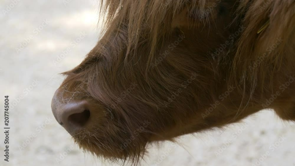 Close up of Highland Cattle chewing grass
Close up of Highland Cattle chewing grass