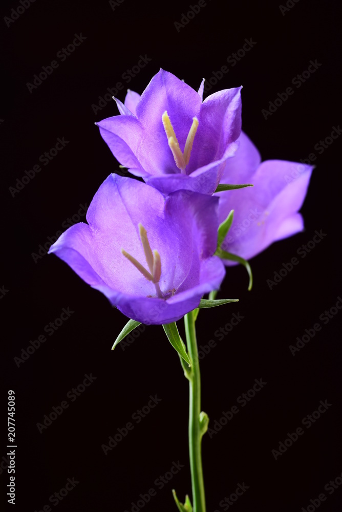 blue spring bell flower blue spring bell flower