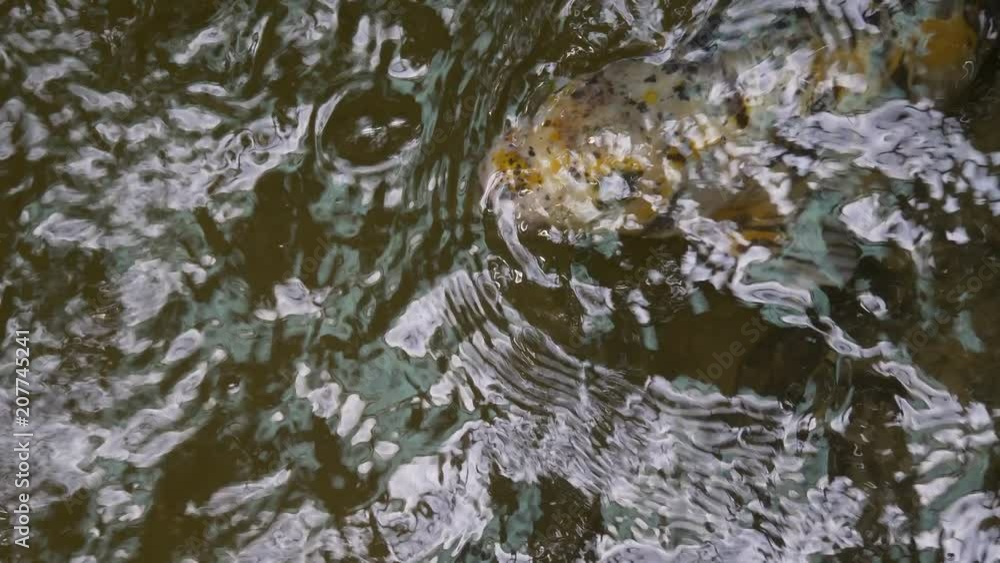 A Koi fish swimming on the surface of a pond
A Koi fish swimming on the surface of a pond
