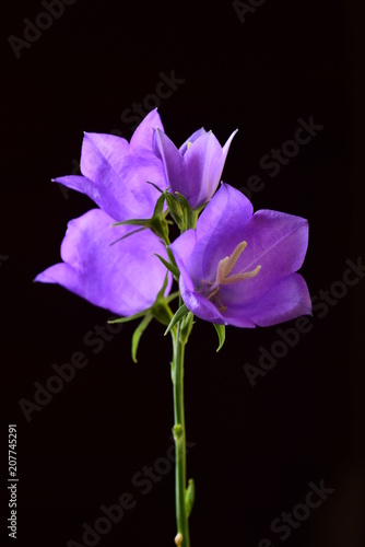 Close view of tender ripe bell flowers on black background
