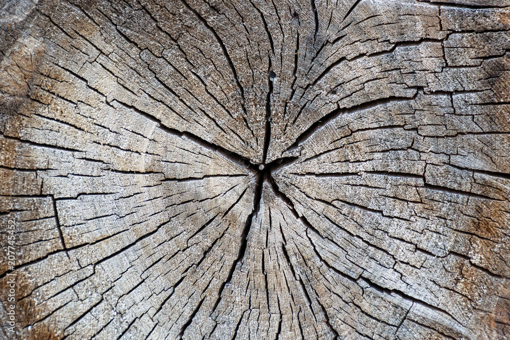 Fototapeta premium Wood texture and cracks