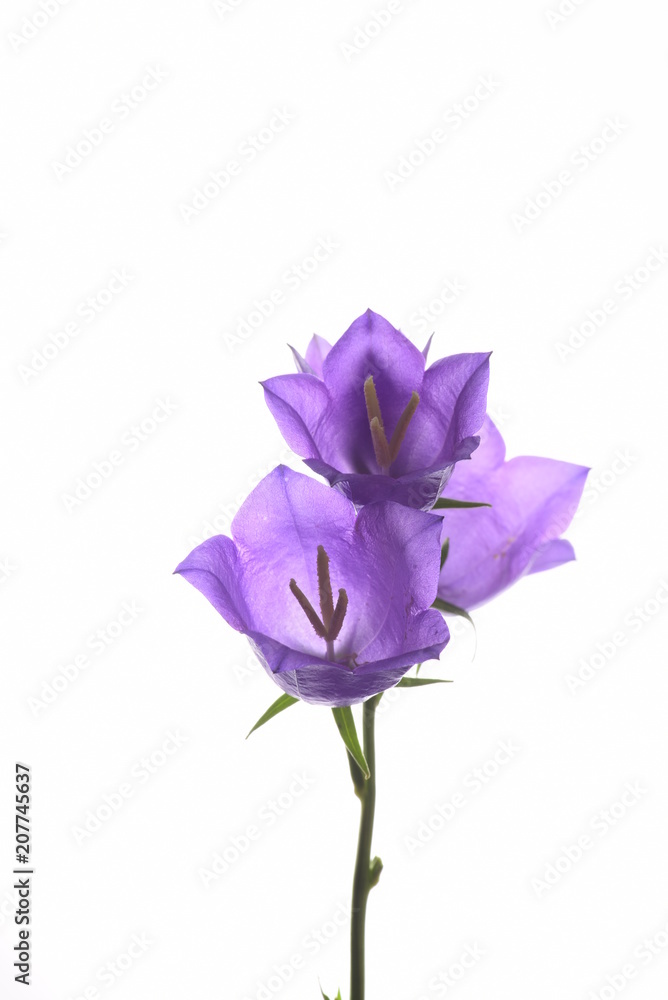 Campanula blue spring flowers Campanula blue spring flowers