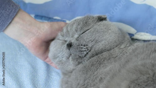 Cute fluffy cat comfortably settled. Stroking a cat