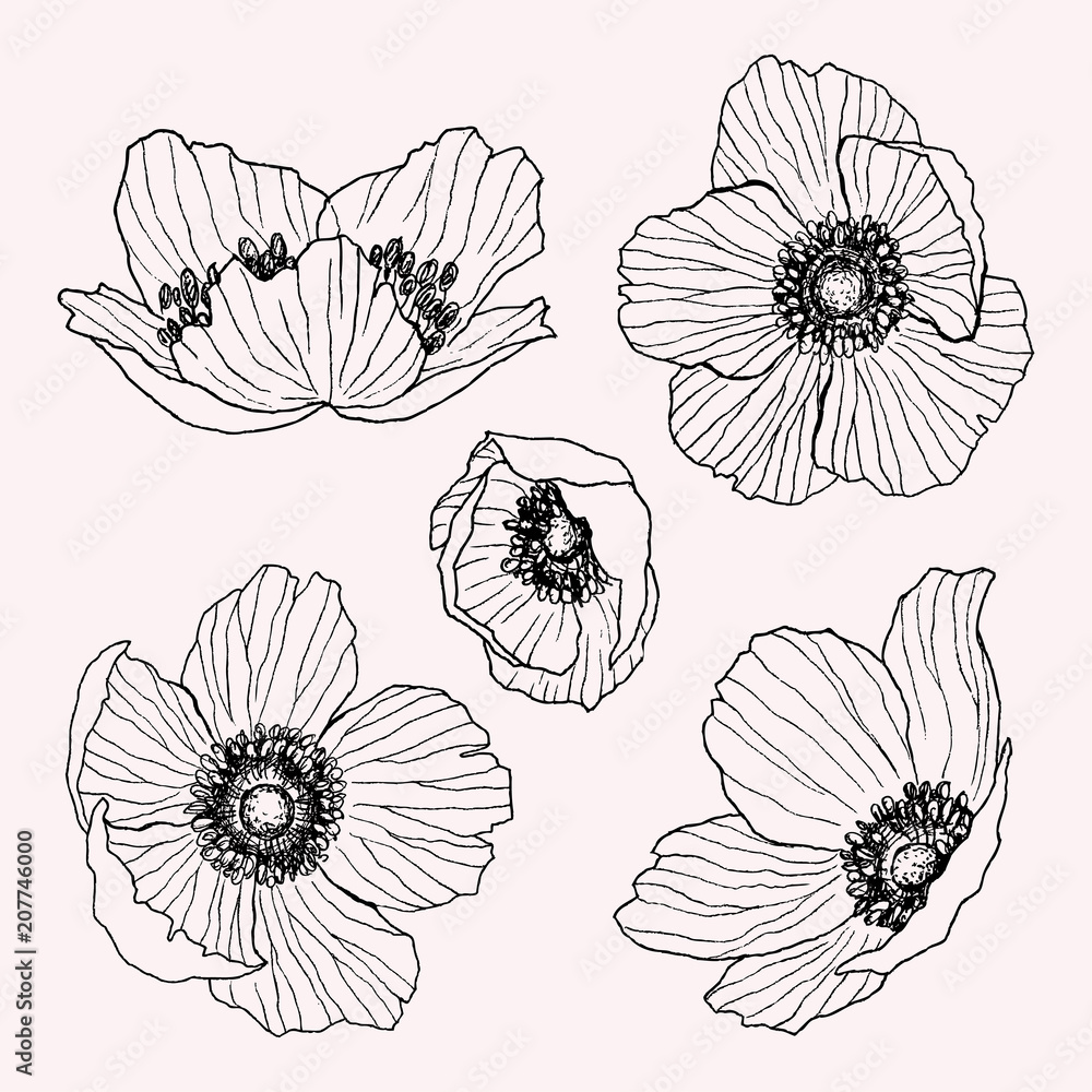 Anemone flower vector drawing set. Isolated wild plant and leaves ...
