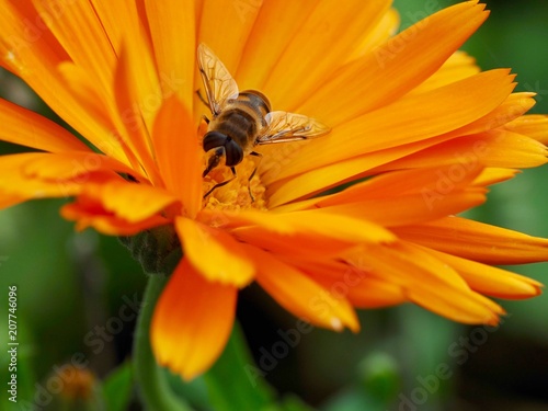 Marigold and Fly © Pefkos