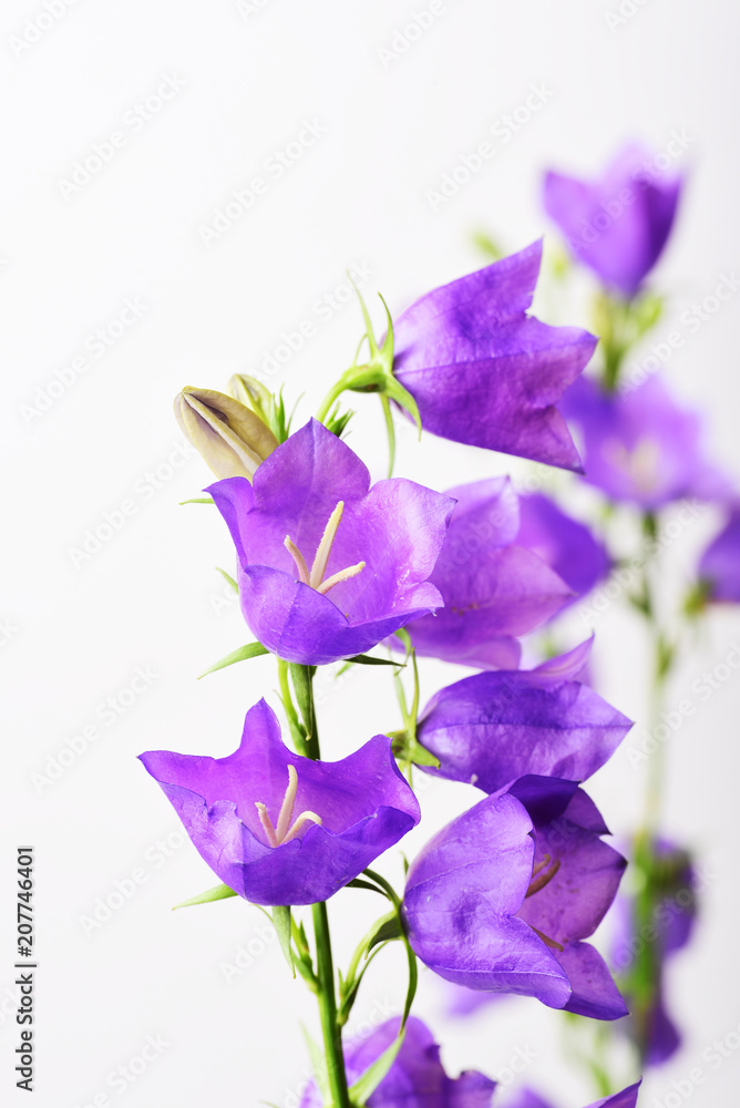 Campanula blue spring flowers