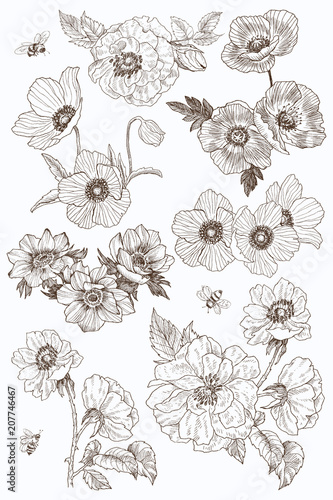 Garden flowers vector drawing set. Isolated wild plant and leaves elements. Herbal engraved style illustration. Detailed botanical sketch. Flower concept. Botanical concept.