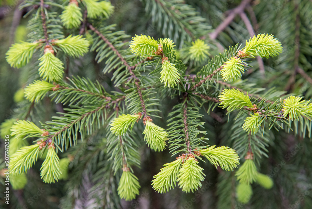 New fresh blossoming buds with needles on spruce branches in the spring New fresh blossoming buds with needles on spruce branches in the spring