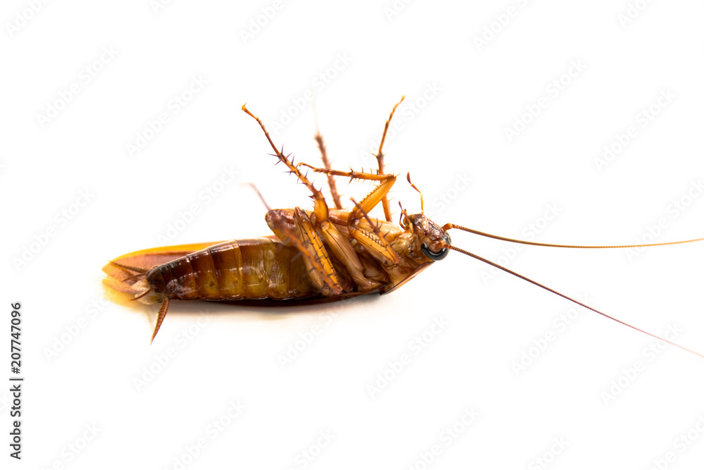 Closeup lie supine cockroach dead isolate on white background Closeup lie supine cockroach dead isolate on white background