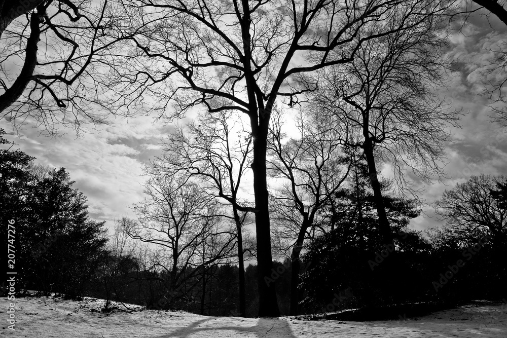 custom made wallpaper toronto digitalforest landscape with snow among the trees and branches without leaves