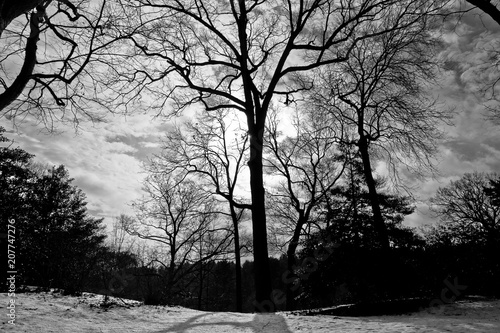 Wallpaper Mural forest landscape with snow among the trees and branches without leaves Torontodigital.ca
