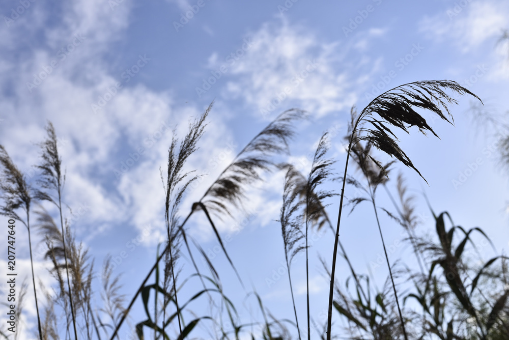 Obraz premium Oat and cereal branches with sky and clouds