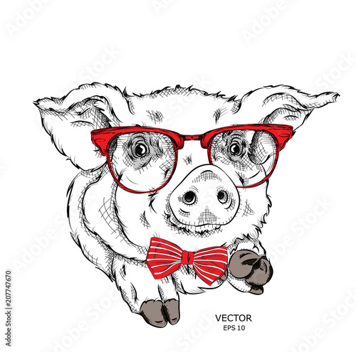 Image Portrait pig in the cravat and with glasses. Vector illustration.