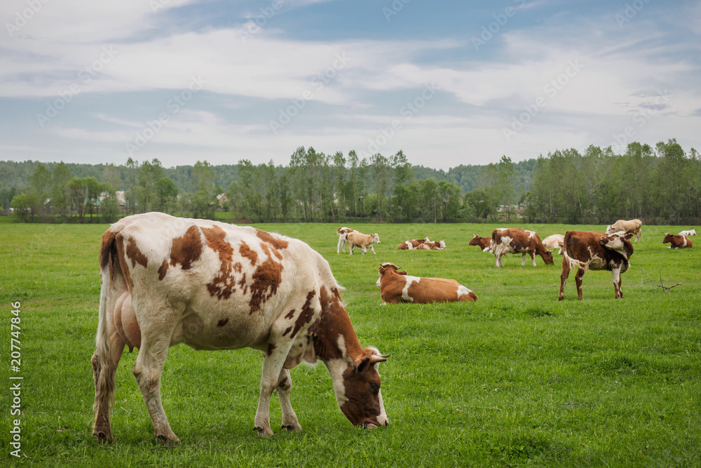 a herd of cows grazing on a green meadow a herd of cows grazing on a green meadow