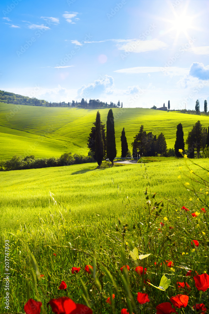 village in tuscany; Italy countryside landscape with red poppy flowers and Tuscany rolling hills ; sunset over the farm land - obrazy, fototapety, plakaty 