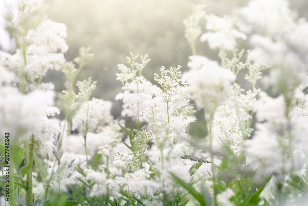 Close up of Filipendula ulmaria