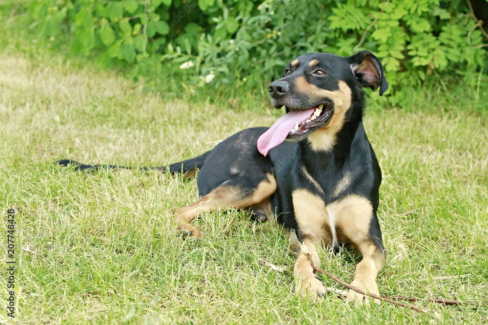 Portrait of cute young mixed breed dog, black and brown color, lying on grass in a park on a sunny summer day, pink tongue sticking out, green bush background Portrait of cute young mixed breed dog, black and brown color, lying on grass in a park on a sunny summer day, pink tongue sticking out, green bush background