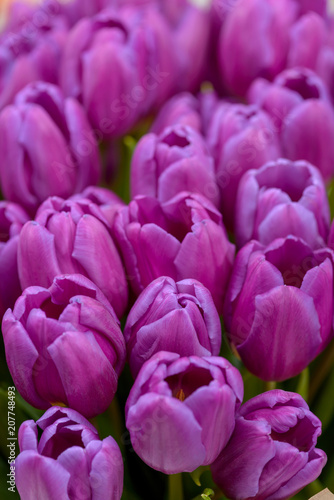 Close-up violet tulips flowers