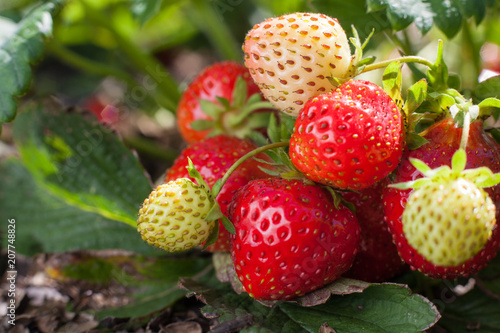 Red strawberry and unripe white fruits on a strawberry bush growing on a bed with green leaves