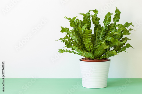 houseplant Asplenium nidus in white flowerpot photo