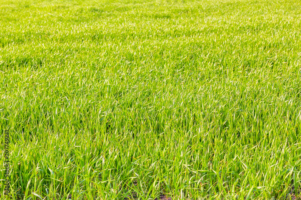 Green shoots of winter wheat in the field Green shoots of winter wheat in the field