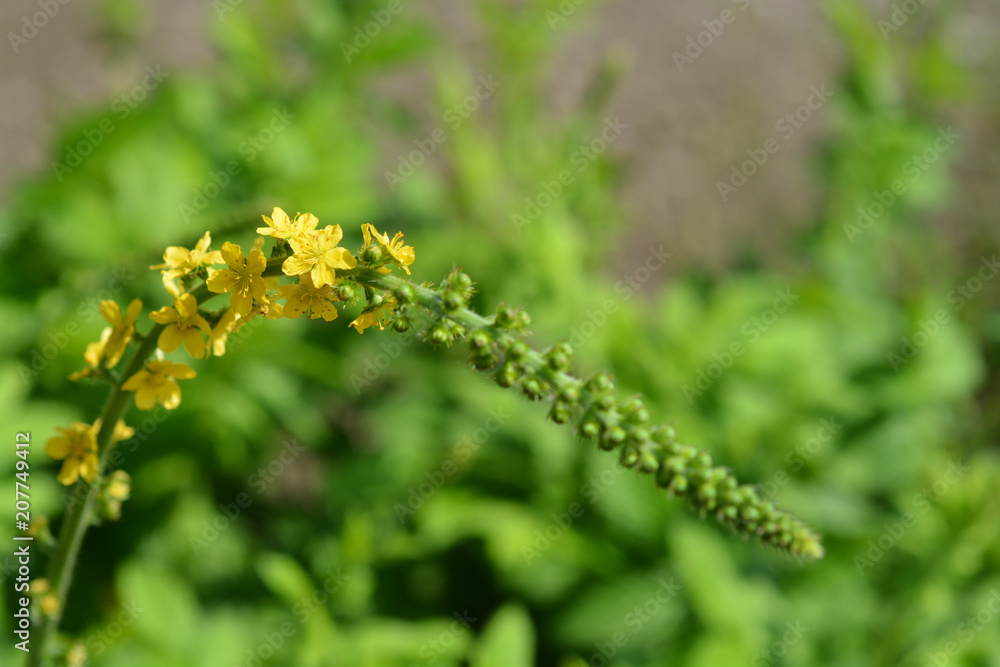 Common agrimony flowers Common agrimony flowers