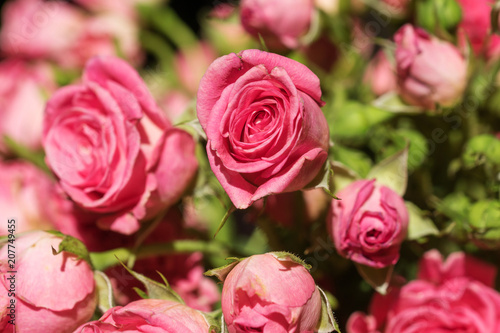 bouquet of pink roses with green leaves close-up © olgamazina