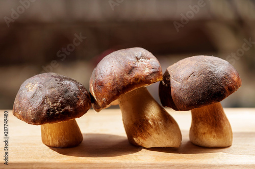 Three wild white mushrooms standing in a row on a wooden Board