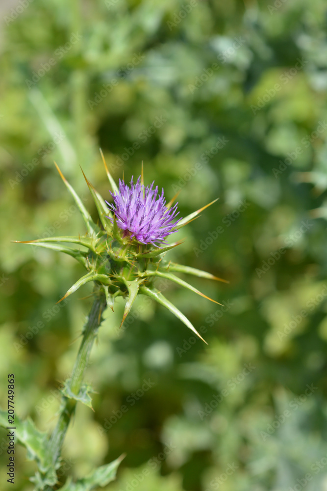 Milk thistle flower Milk thistle flower