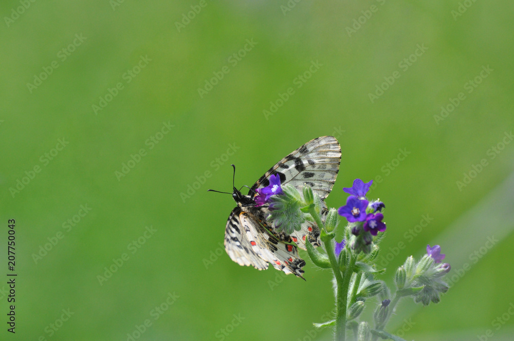 Obraz premium Zerynthia cerisy. Allancastria cerisyi, the eastern festoon butterfly. Beautiful colorful butterfly on wild flower