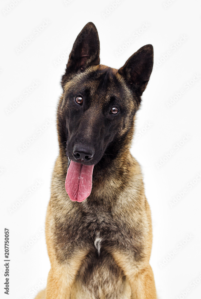 portrait Belgian shepherd malinois looking at white background portrait Belgian shepherd malinois looking at white background