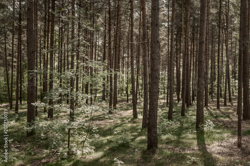 Wallpaper Mural Sonne scheint auf Nadelbäume und setzt harte Schatten auf dem Waldboden. Torontodigital.ca