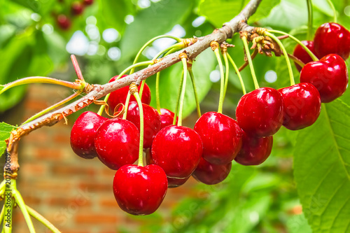 Red ripe berries cherries on a branch, macro
