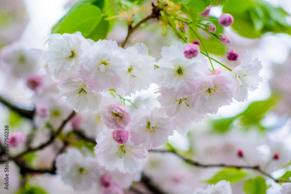 Obraz premium Spring flowers