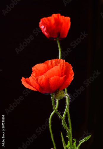 Closeup of red poppies on black background
