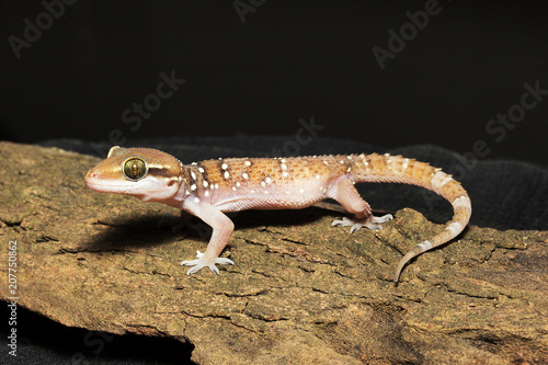 Termite Hill Geckoy, Hemidactylus triedrus, Gekkonidae, NCBS, Bangalore photo