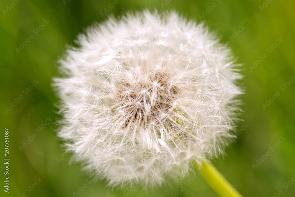 Fototapeta premium Macro shot on dandelion flower.