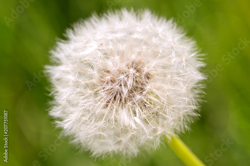 Macro shot on dandelion flower.