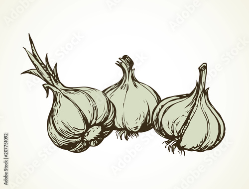Garlic. Vector illustration