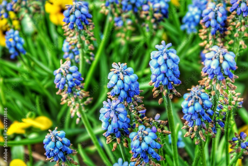 Closeup of a bunch of purple blue grape hyacinth flowers amidst green leaves Closeup of a bunch of purple blue grape hyacinth flowers amidst green leaves