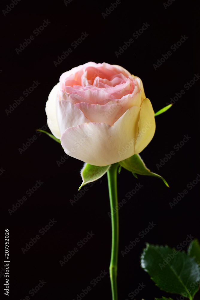 Obraz premium Pink rose on black close-up