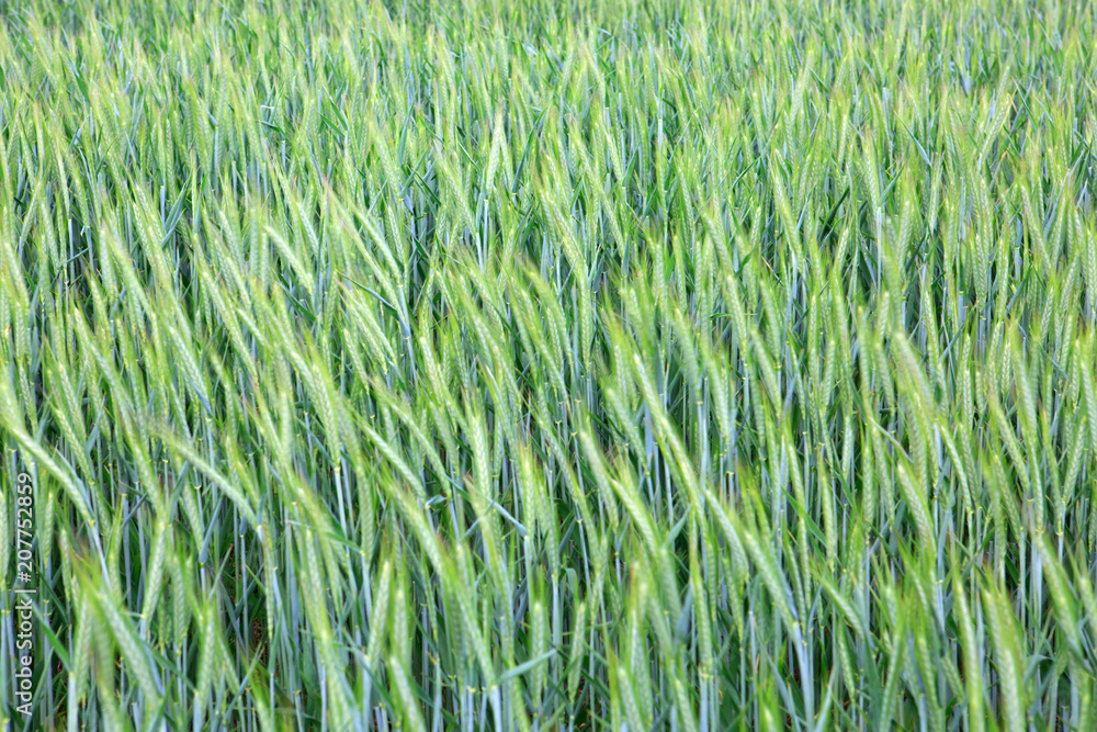 Green wheat field background. Green wheat field background.