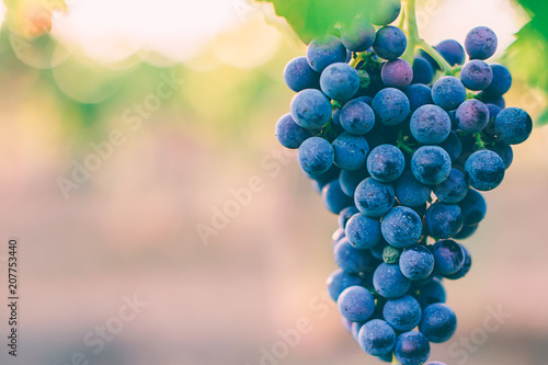 Close-up of a black grape in the sunset