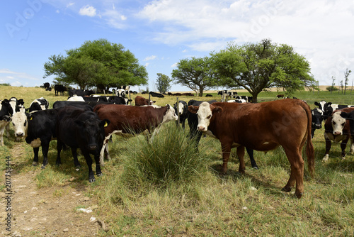 Steers fed on pasture, La Pampa, Argentina