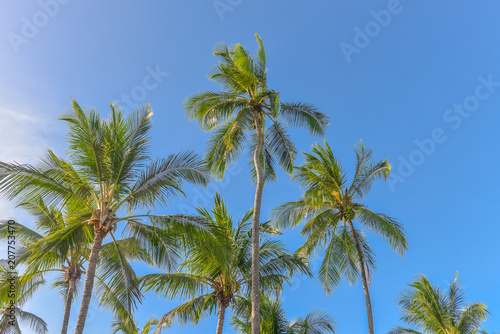 Spectacular and impressive coconut palm trees in Itacare