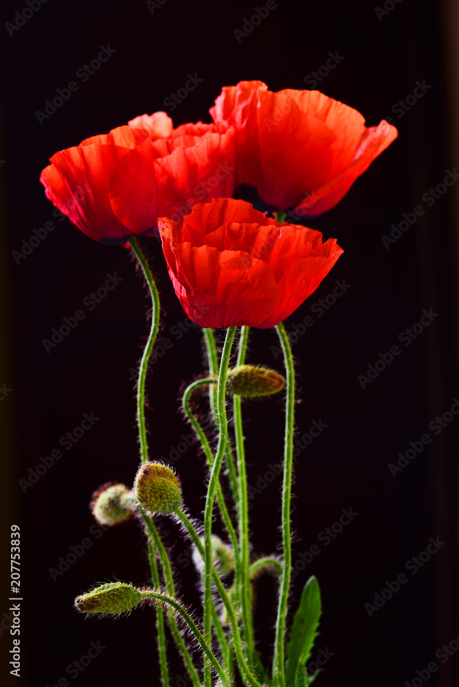 Fototapeta premium Maki na czarno