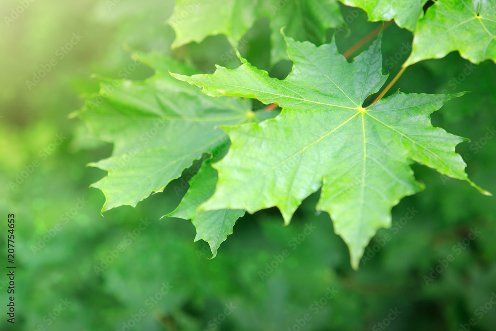 Macro shot on green maple leaves. Macro shot on green maple leaves.